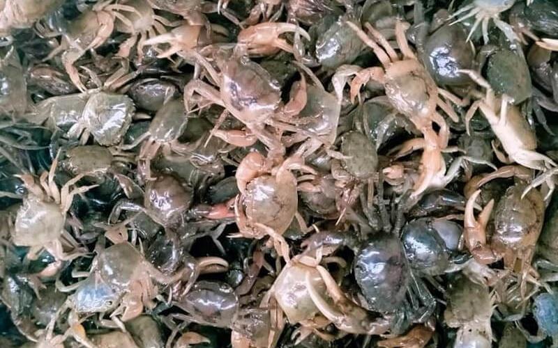 Cách chọn cua đồng ngon