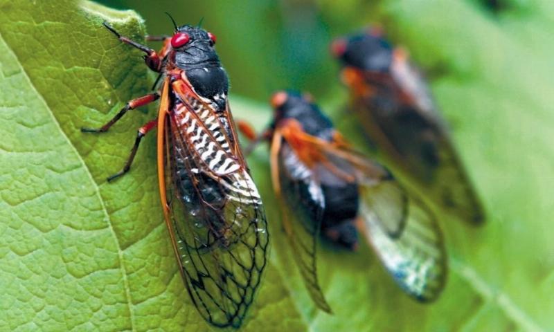 Ve sầu trong tự nhiên