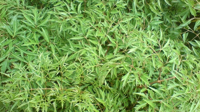 Cách làm nước la đinh lăng khô