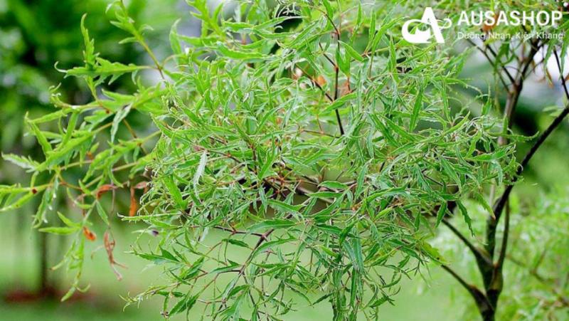 Cách Pha Trà Lá Đinh Lăng đúng chuẩn