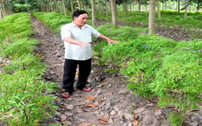 Hình ảnh cây la đinh lăng trong vườn