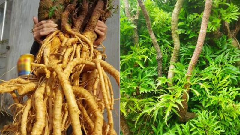 Rễ cây đinh lăng đã phơi khô