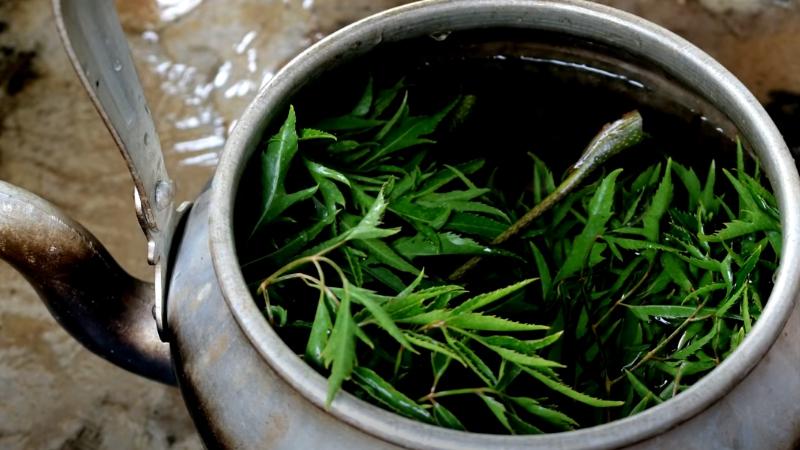 Uống Nước Lá Đinh Lăng Khô Mỗi Ngày
