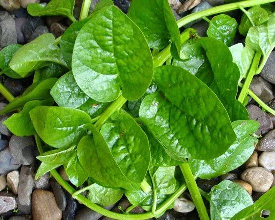 Hình ảnh cây rau mồng tơi xanh tươi
